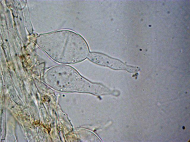 Galerina spec.  Cod.: 0260-07